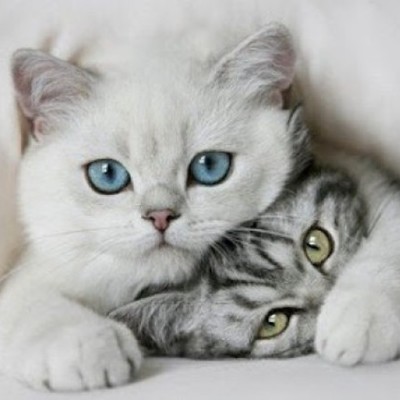 Timeline: lalineadelavida