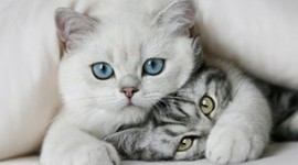 Timeline: lalineadelavida