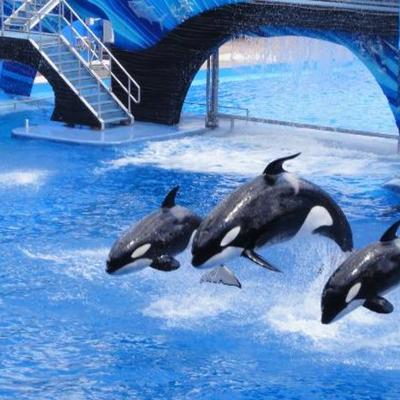 Timeline: Sea world