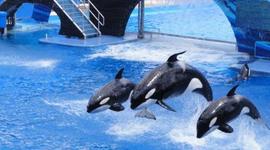 Timeline: Sea world