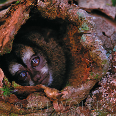 Timeline: The Evolution of Conservation Photography