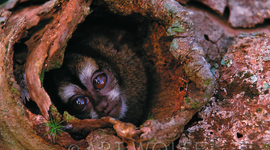 Timeline: The Evolution of Conservation Photography