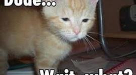 Timeline: The Death Match