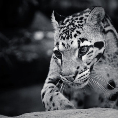 Timeline: westward expansion