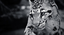 Timeline: westward expansion