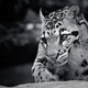 Black white pictures animals 26 2