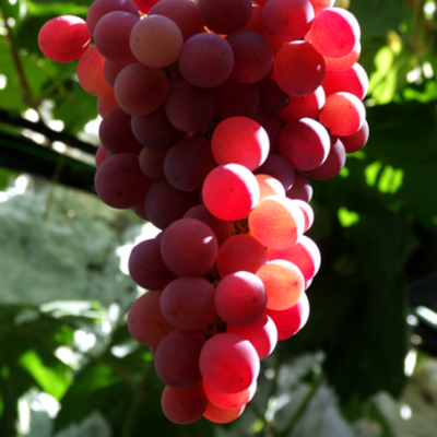 Timeline: Red Wine Making