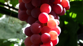 Timeline: Red Wine Making