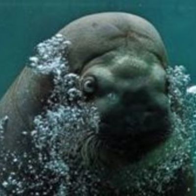 Timeline: Campaigns and Elections