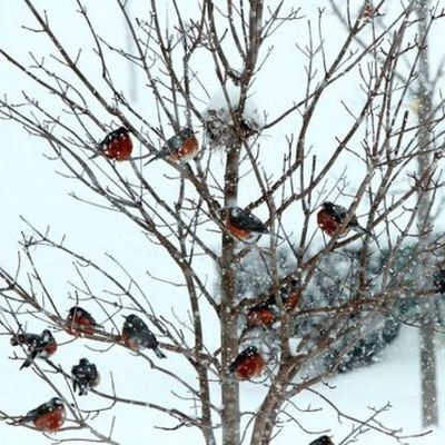 Timeline: Χειμωνιάτικα τοπία