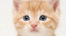 Timeline: Zoe and Daniel