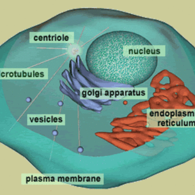 Timeline: A History of the Cell