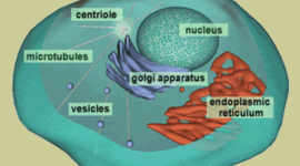 Timeline: A History of the Cell