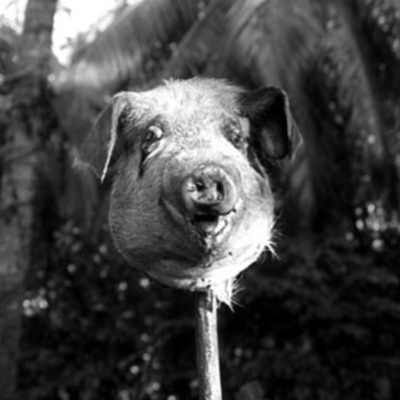 Timeline: Lord of the Flies timeline