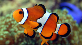 Timeline: Nemo