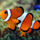 Clownfish