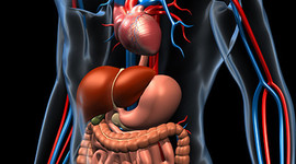 Timeline: Roles of Enzymes in Digestion