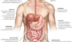 Timeline: digestive enzymes