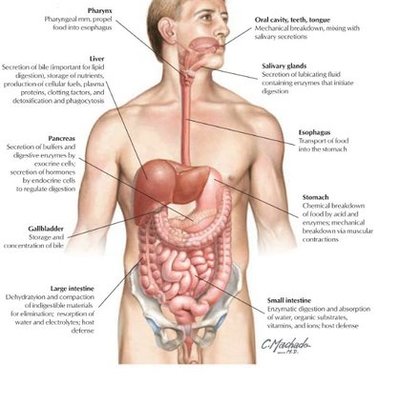 Timeline: Digestive System Enzymes