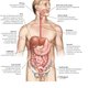 Digestivesystem 635x728