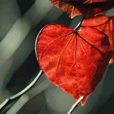 Timeline: Γιορτές Δωδεκάορτου