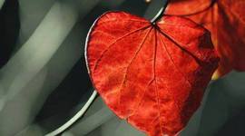 Timeline: Γιορτές Δωδεκάορτου