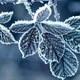 Frost blue leaves winter nature