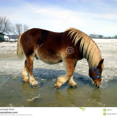 Timeline: Horses rescued by people of the town