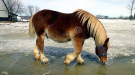 Timeline: Horses rescued by people of the town