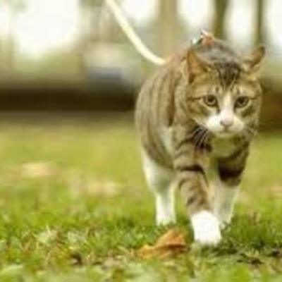 Timeline: Pi is lost for 26 days