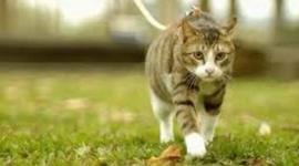 Timeline: Pi is lost for 26 days