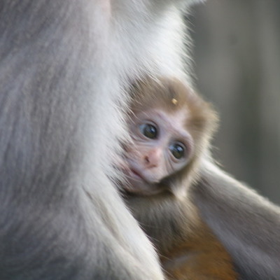 Timeline: ALL ASSESSMENT