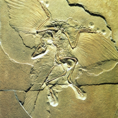 Timeline: Pruebas de la evolución