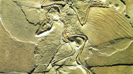 Timeline: Pruebas de la evolución