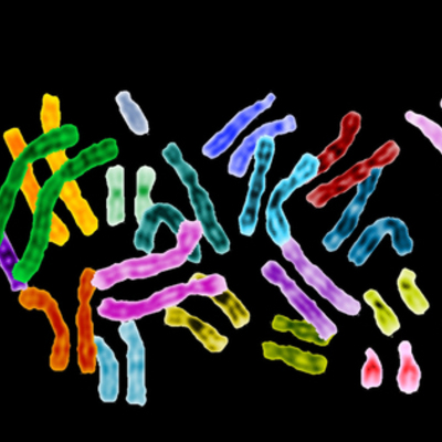 Timeline: Περί Χρωμοσωμάτων (τα πρώτα βήματα).