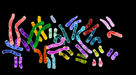 Timeline: Περί Χρωμοσωμάτων (τα πρώτα βήματα).