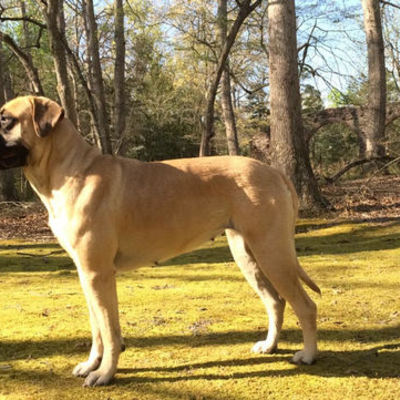 Timeline: Moments in Animal Welfare History