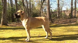 Timeline: Moments in Animal Welfare History