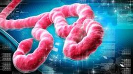 Timeline: the progression of Ebola from the body