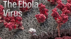 Timeline: Ebola In The United States