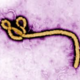 Ebola virus