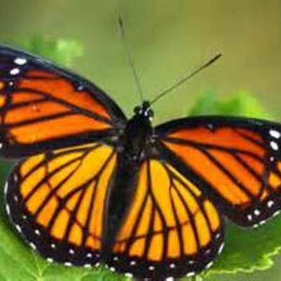 Timeline: Monarch Life Cycle
