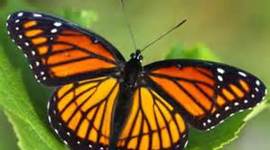 Timeline: Monarch Life Cycle