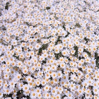 Timeline: Frida Khalo