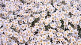 Timeline: Frida Khalo