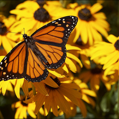 Timeline: Butterflies