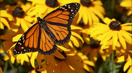 Timeline: Butterflies