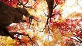 Timeline: Critical Period