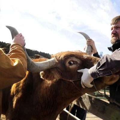 Timeline: living time line