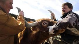 Timeline: living time line